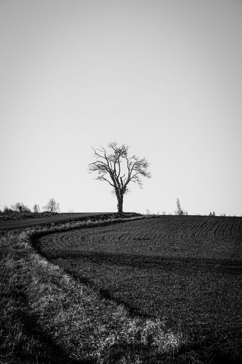 Lonely Tree in a Black and White Landscape · Free Stock Photo