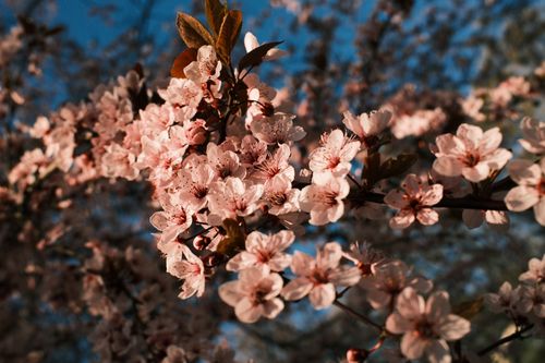 Free Beautiful cherry blossoms in full bloom under a clear blue sky in Berlin. Stock Photo