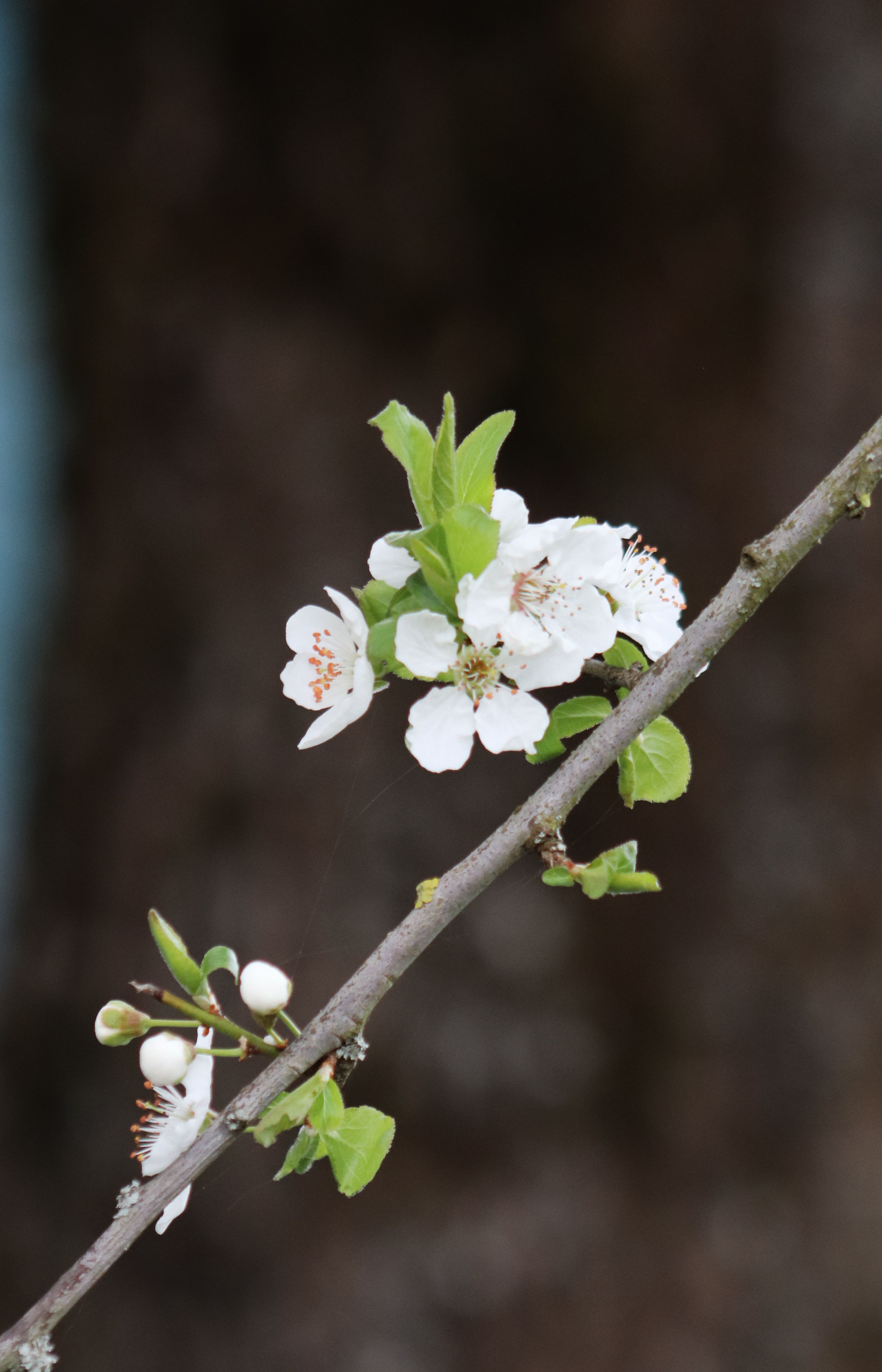 Gratis Et nærbilde av delikate hvite blomster som blomstrer på en gren som varsler våren. Arkivbilde