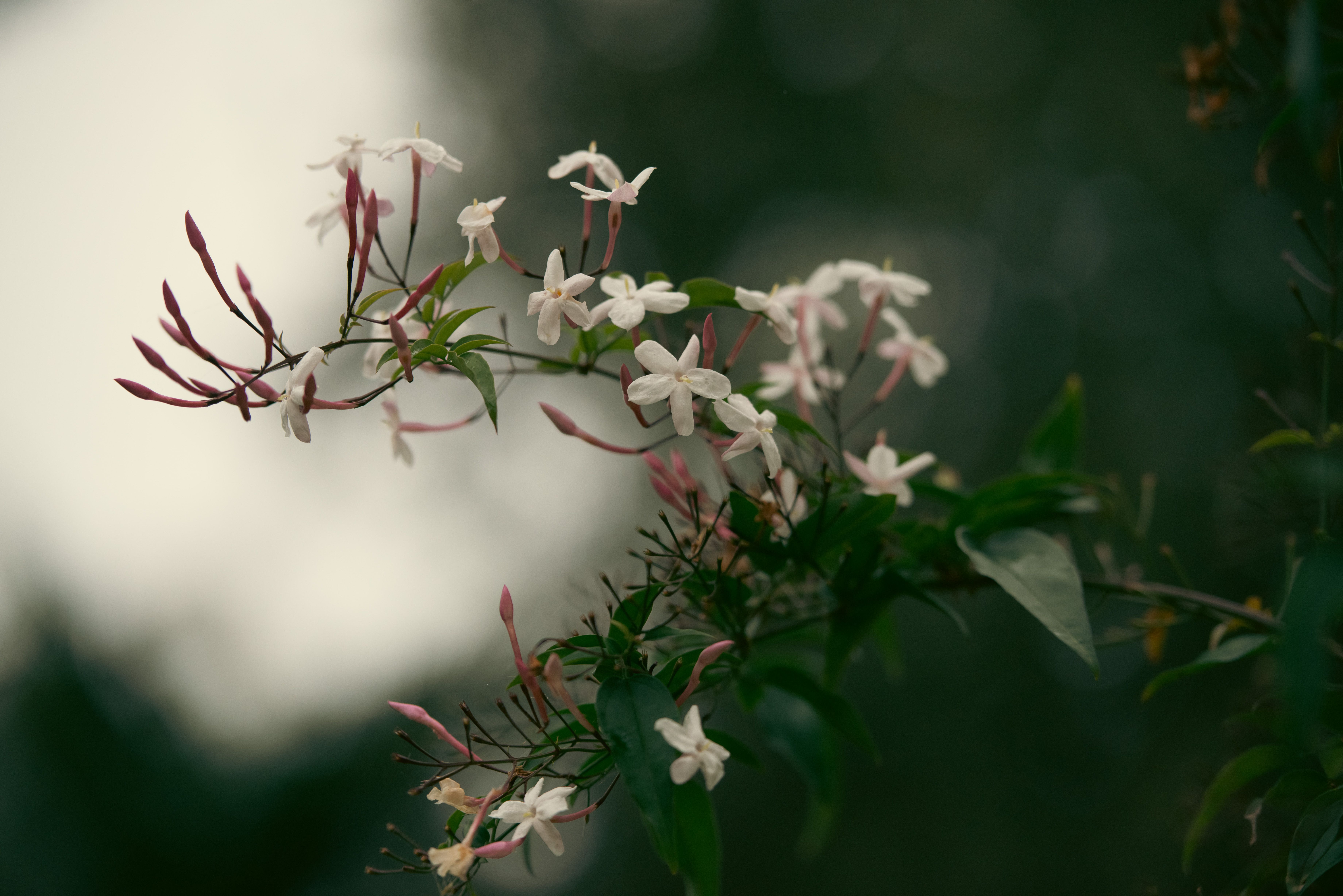 Domaine de Manon Jasmine Fields