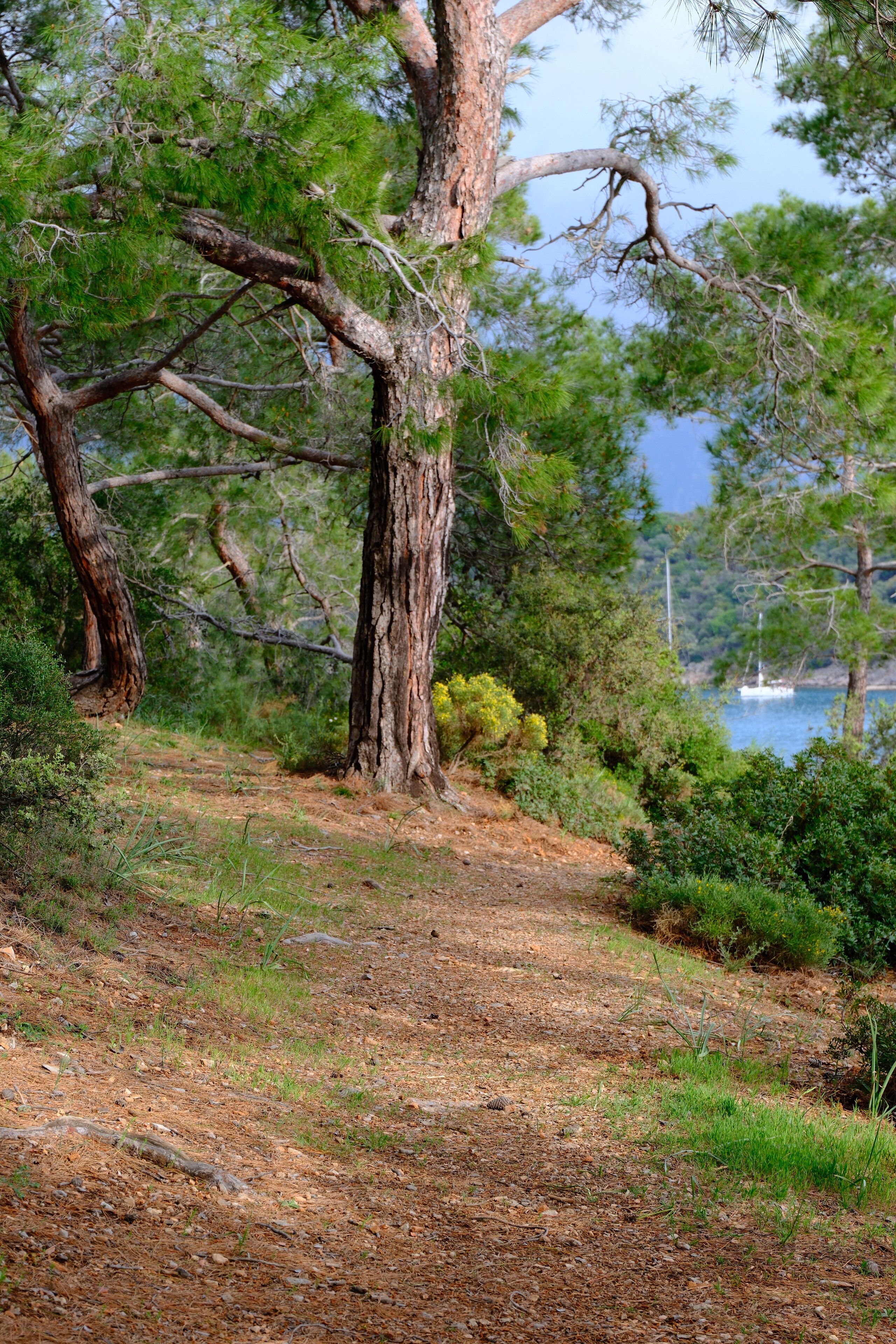 Pine trail above the coast — photo by Rüveyda Akkaya on Pexels