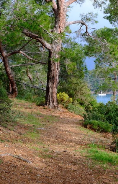 Pine trail above the coast — photo by Rüveyda Akkaya on Pexels