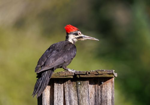 Free Close-up of a Pileated Woodpecker resting on a wooden post outdoors. Stock Photo
