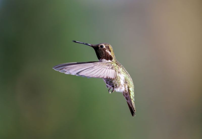 A Hummingbird Flying · Free Stock Photo