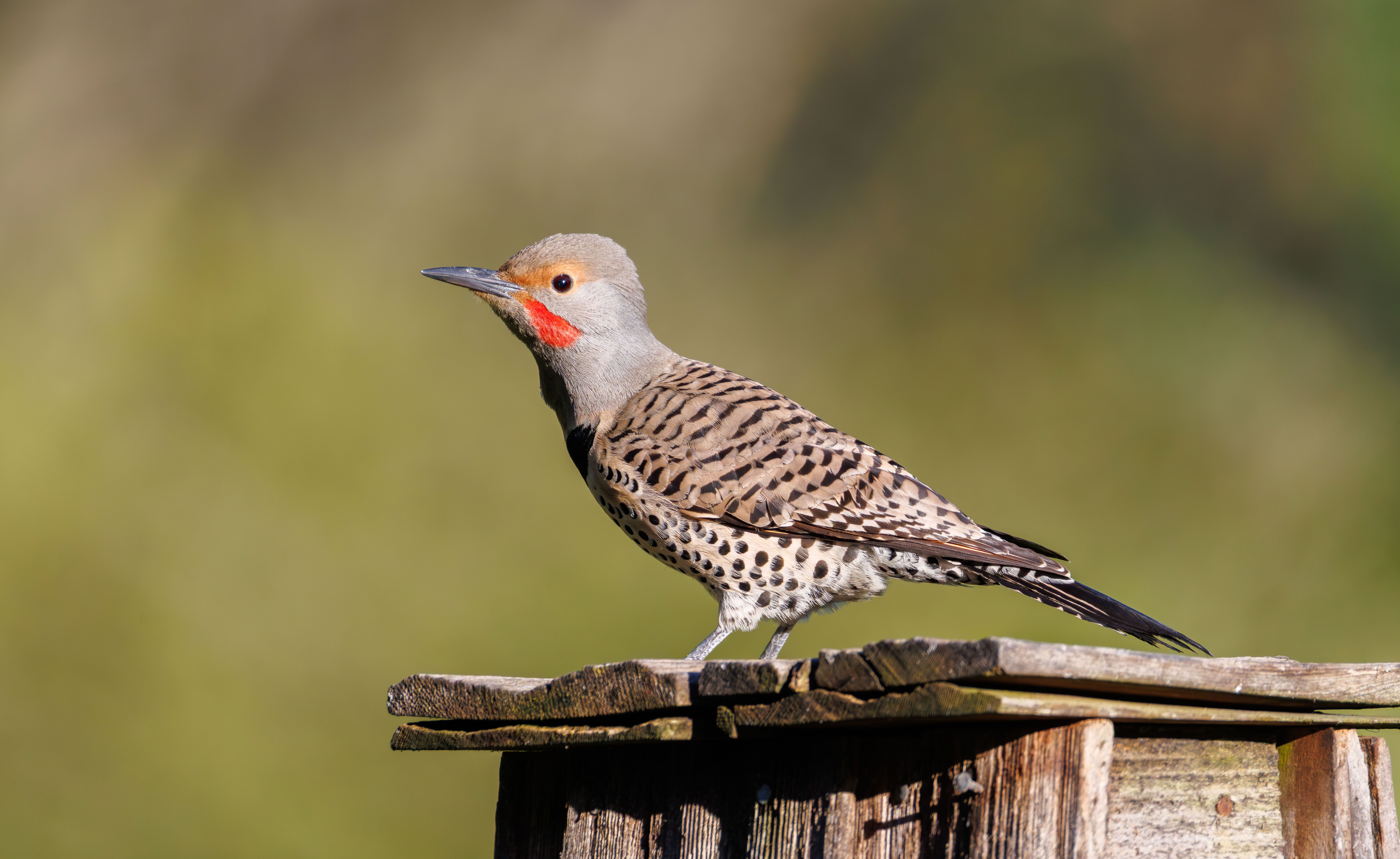Pivert : Guide observation et habitat