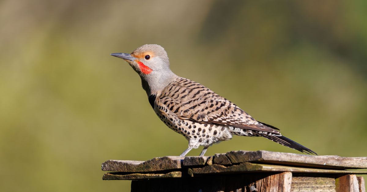 Pivert : Guide observation et habitat