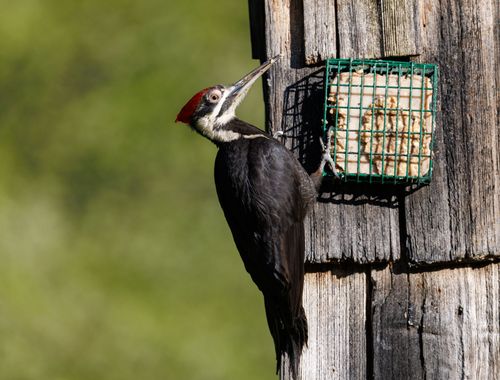 Free Close-up of a Pileated Woodpecker on a wooden structure with a suet feeder. Stock Photo