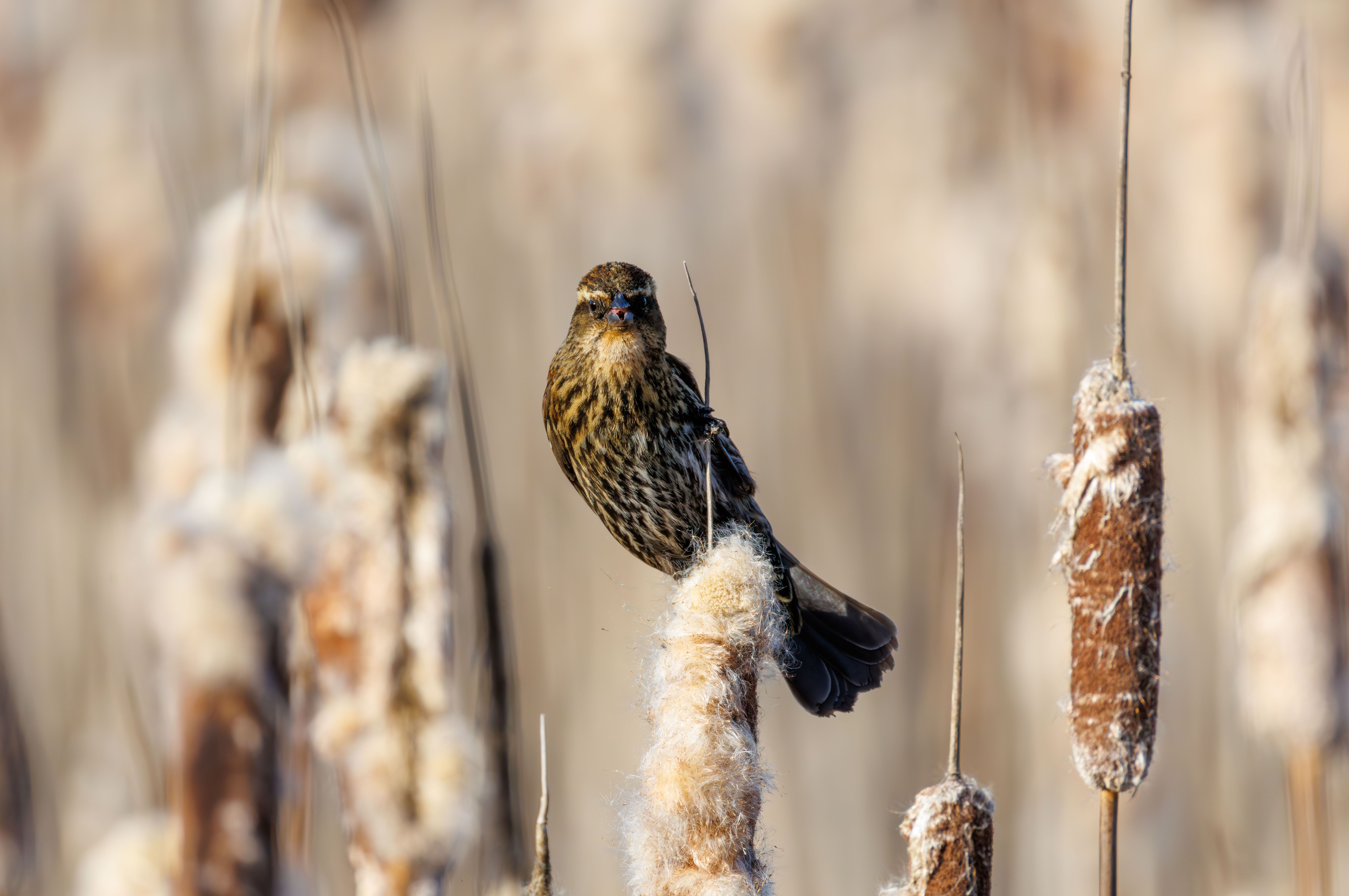 Close-up of Bird on Reed in Wetland · Free Stock Photo