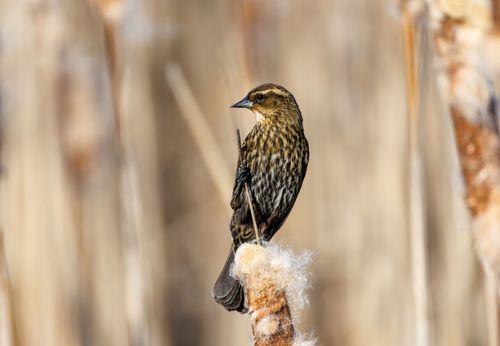 Free Beautiful female Red-winged Blackbird perched on a cattail in a natural setting. Stock Photo