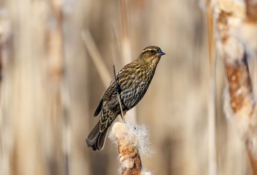 Free A brown bird resting on a reed, against a blurred natural marsh background. Stock Photo