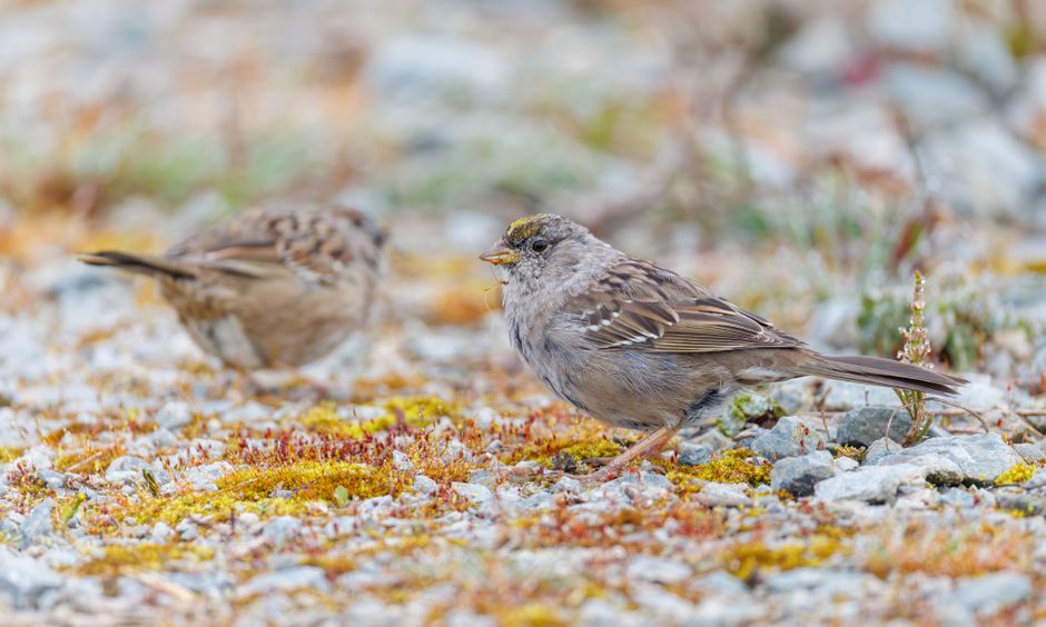 Two sparrows on a moss-covered rocky terrain, captured in the wild.