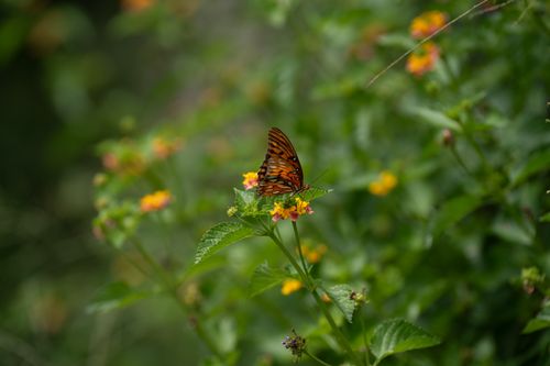 Free A beautifully patterned butterfly perched on a colorful flower amidst lush green foliage. Stock Photo