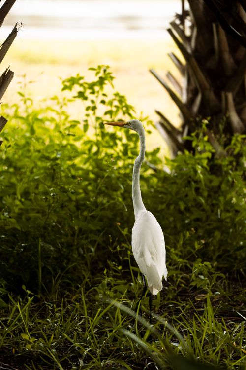 Free Great Egret stands gracefully among lush greenery, showcasing its elegance and natural beauty. Stock Photo