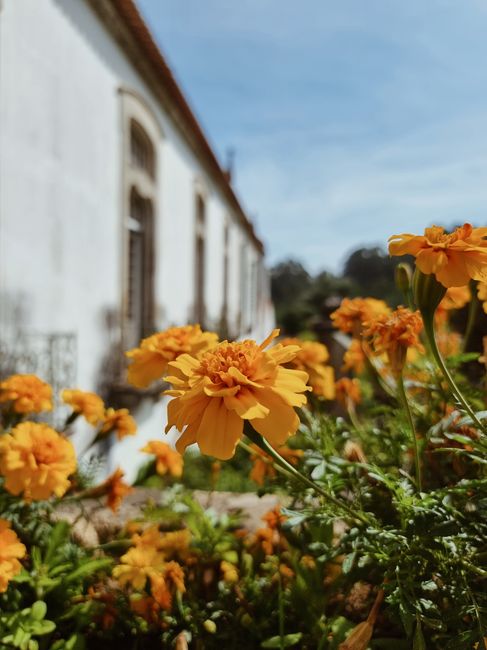 Close-up of vibrant marigold flowers blooming by a historic building under a clear blue sky.