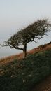 Leafless tree with untypical form of branches because of strong constant wind located on slope of hill covered with grass in evening
