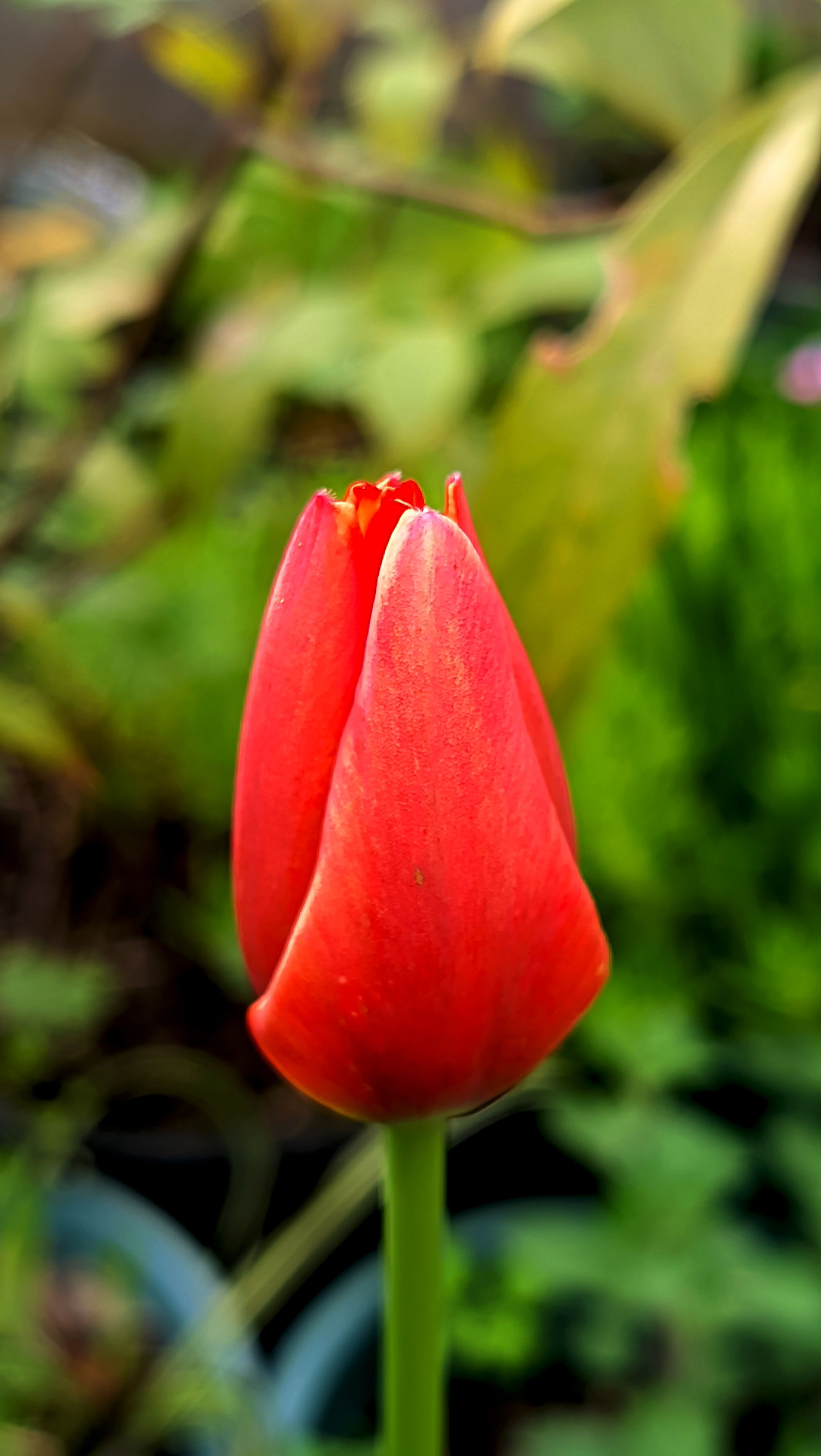 Fotomural Primer plano de un vibrante capullo de tulipán rojo en un exuberante jardín primaveral, que muestra la belleza de la naturaleza.