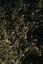 Spindle wood plants heap illuminating with daylight