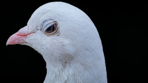 Free Detailed close-up portrait of a white dove against a black background, showing texture and detail. Stock Photo