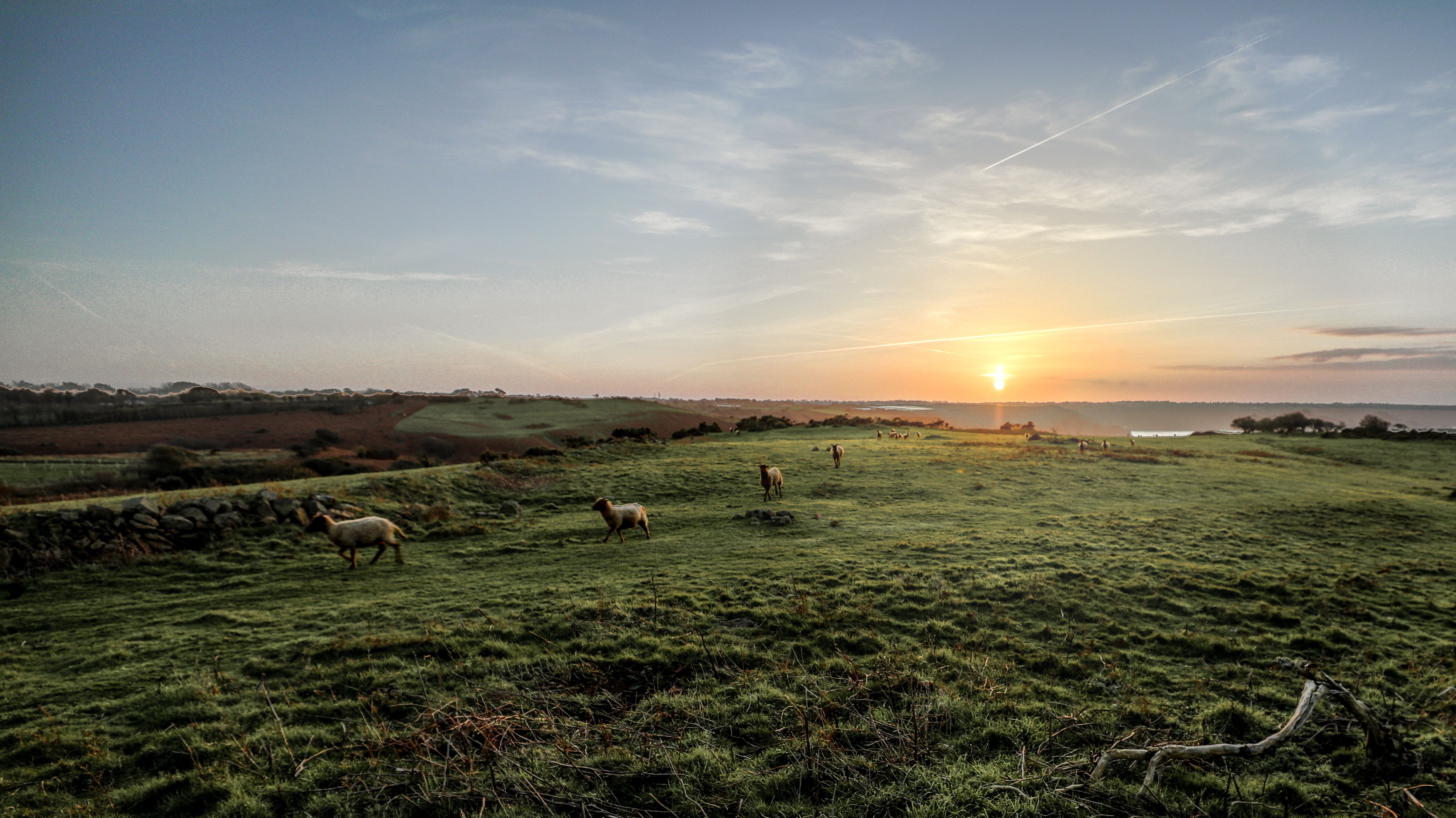 herd-of-sheep-on-green-grass-field-during-sunset-free-stock-photo