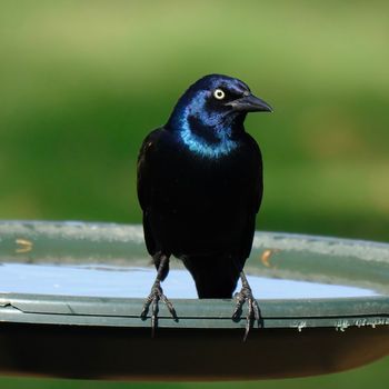 Vita Gardens Copper Bird Bath