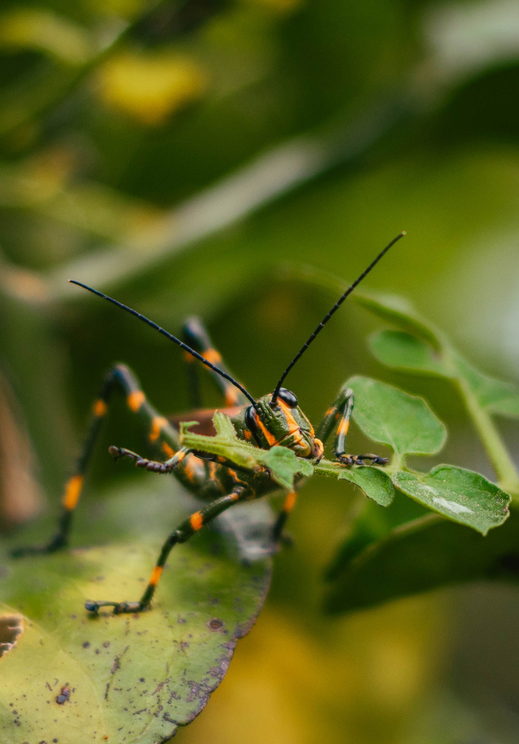 Writing Like A Mad Grasshopper