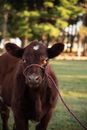 Brown Cow on Green Grass Field