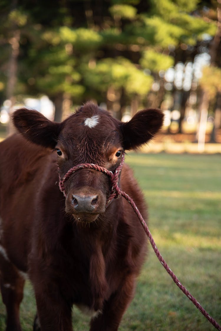 Brown Cow On Green Grass Field