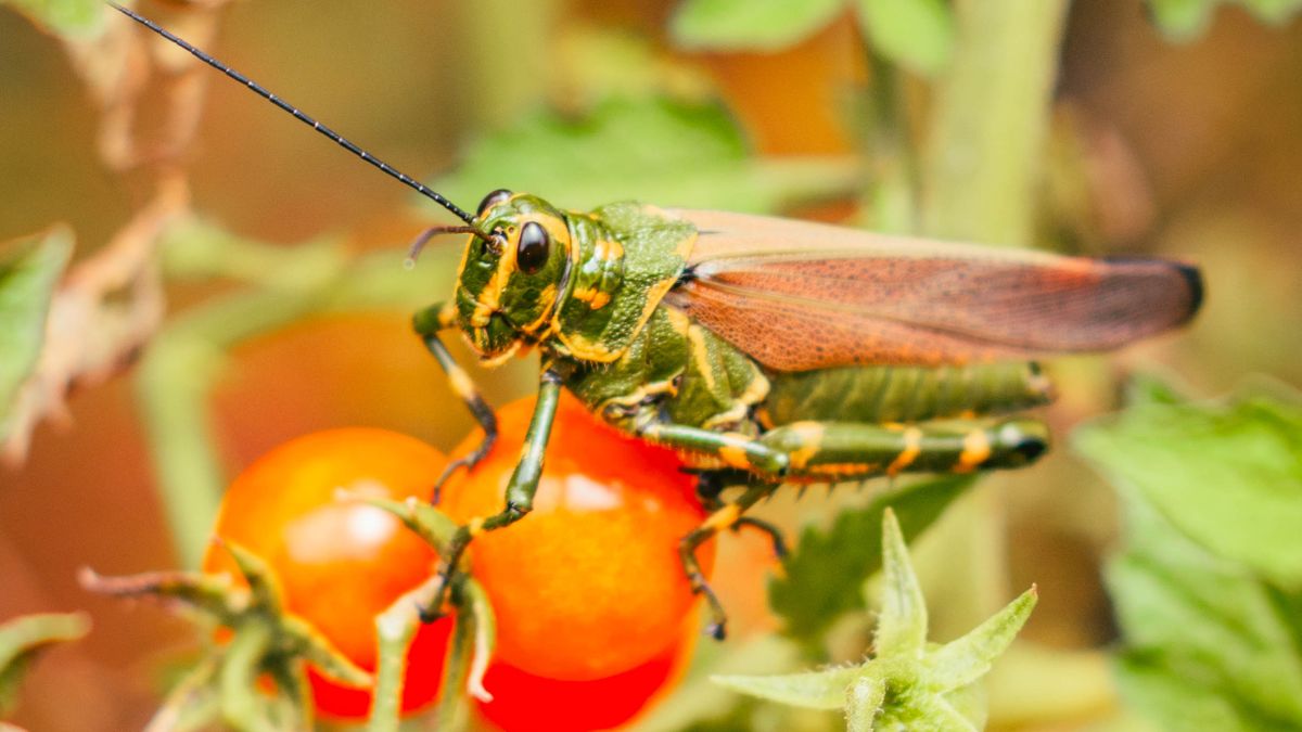 Techniques de lutte intégrée contre les ravageurs du potager en automne