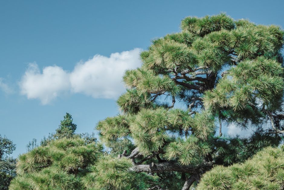 Lush pine tree with dense green foliage against clear blue sky — how do you trim a pine tree in Surrey BC