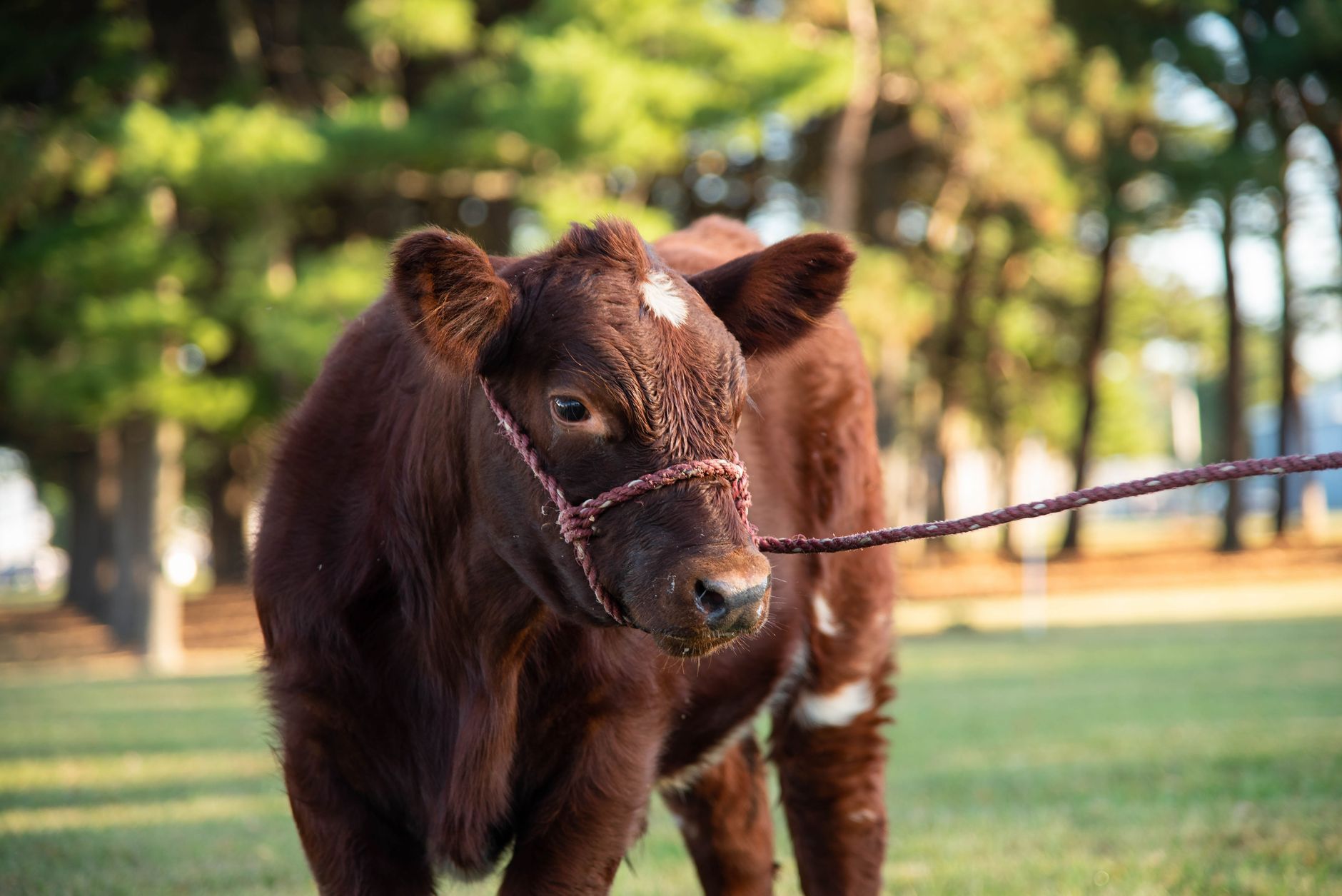 A cow undergoing diagnostic blood testing at a veterinary clinic