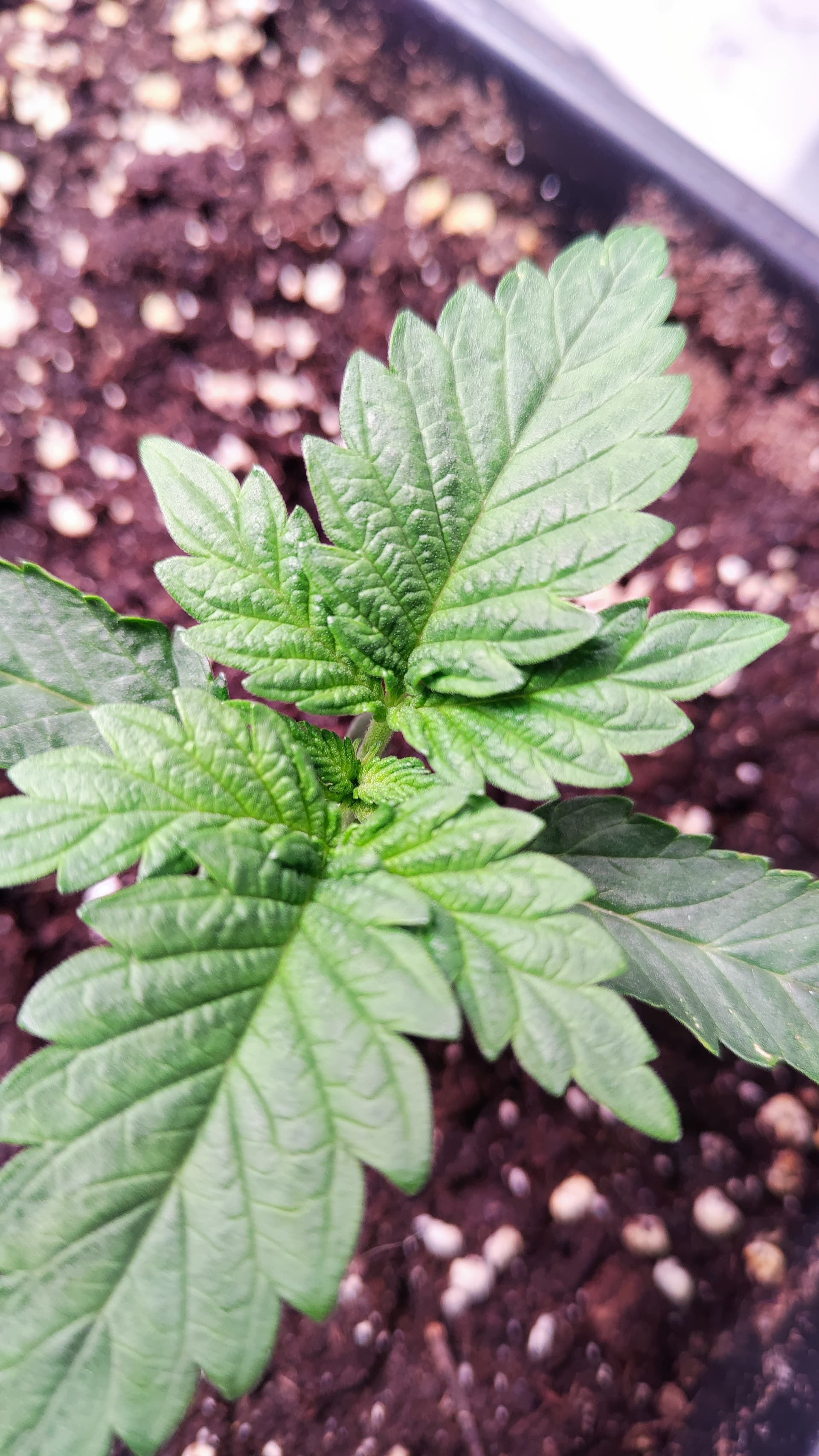 Close-up of a young cannabis plant in a pot with soil, growing indoors in Germany.