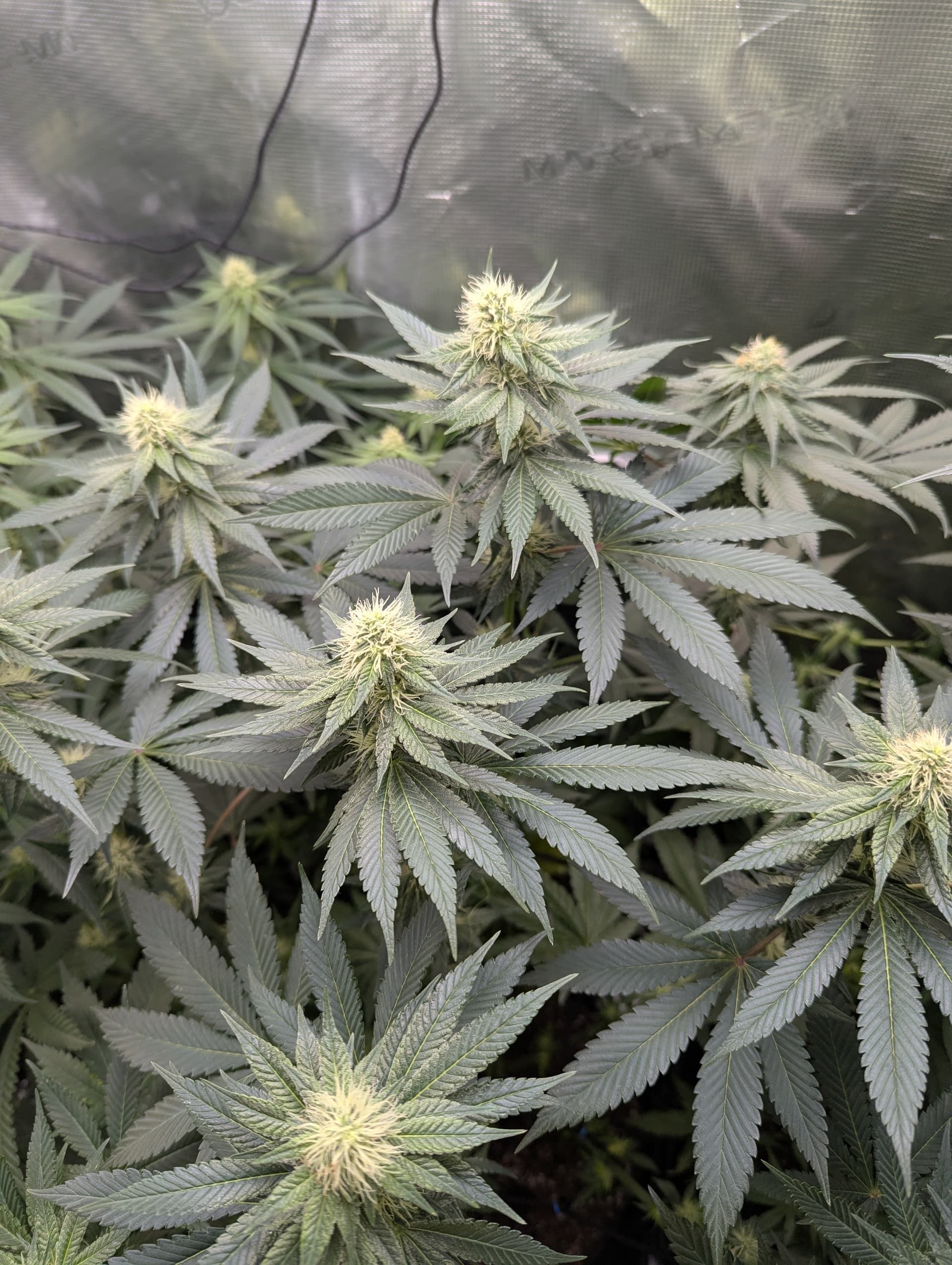 Vibrant cannabis plants growing indoors with dense foliage and buds.