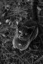 一幅令人惊叹的黑白肖像，描绘了一只猫在户外树叶中向上凝视的画面
