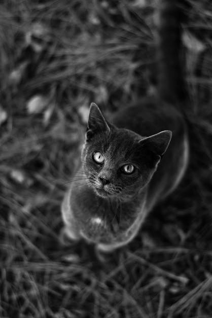 Một bức ảnh của một con mèo đen nằm trên cỏ xanh tươi thật là đáng yêu và dễ thương. Hãy kích hoạt trang web của chúng tôi để tìm thấy ảnh miễn phí chất lượng cao này và nhiều hình ảnh khác đẹp mắt. Chắc chắn bạn sẽ tìm được những bức ảnh ưng ý cho riêng mình. 