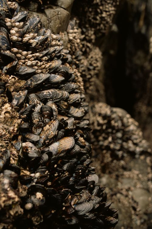 Free Detailed view of mussels and barnacles clinging to rocks at Tofino, BC coast. Stock Photo