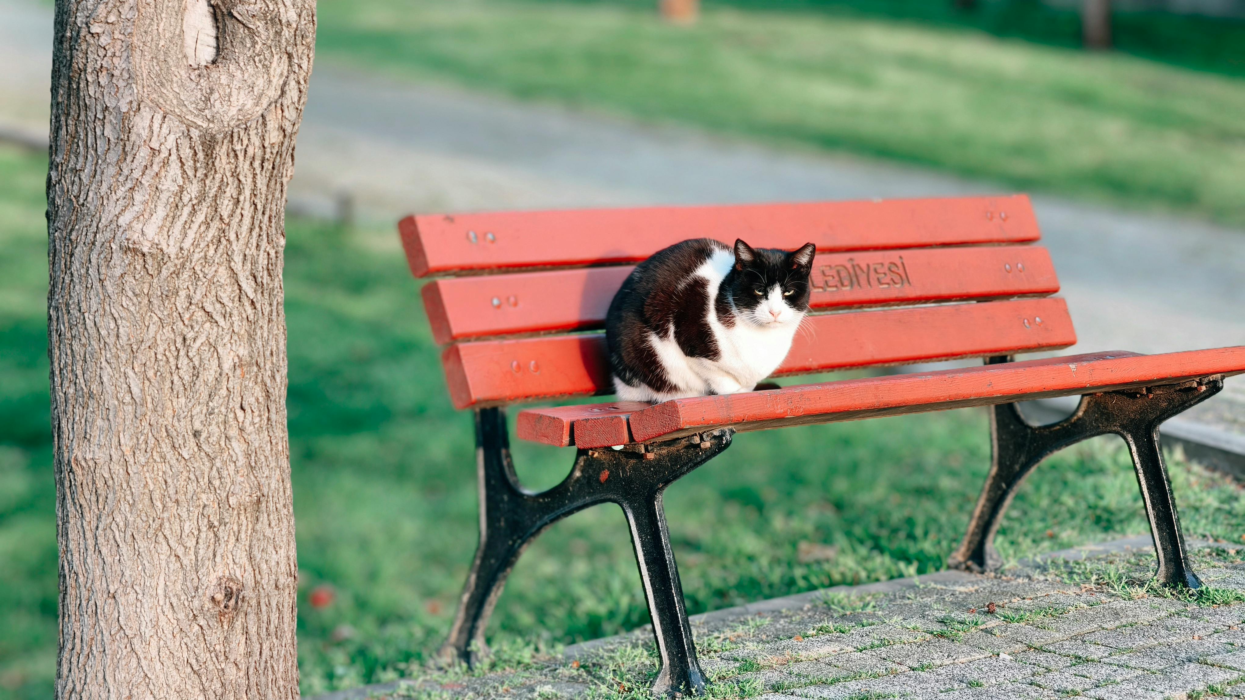 The ultimate outdoor workout: all you need is a park bench — Photo by * Doğukan * on Pexels