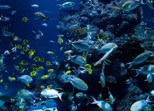 bezplatná Základová fotografie zdarma na téma akvárium, ekosystém, hejno ryb Základová fotografie
