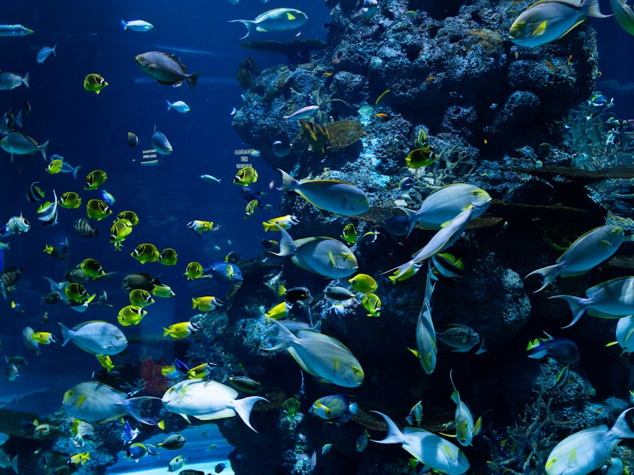 Is fish good for prostate cancer?