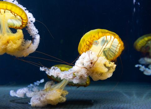 水族馆展览中，充满活力的黄色水母优雅地游动着