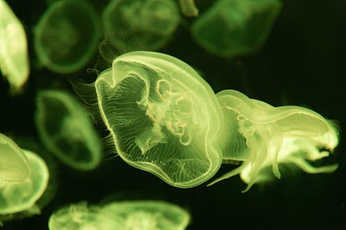 Free Close-Up Photo of Green Jellyfish Stock Photo