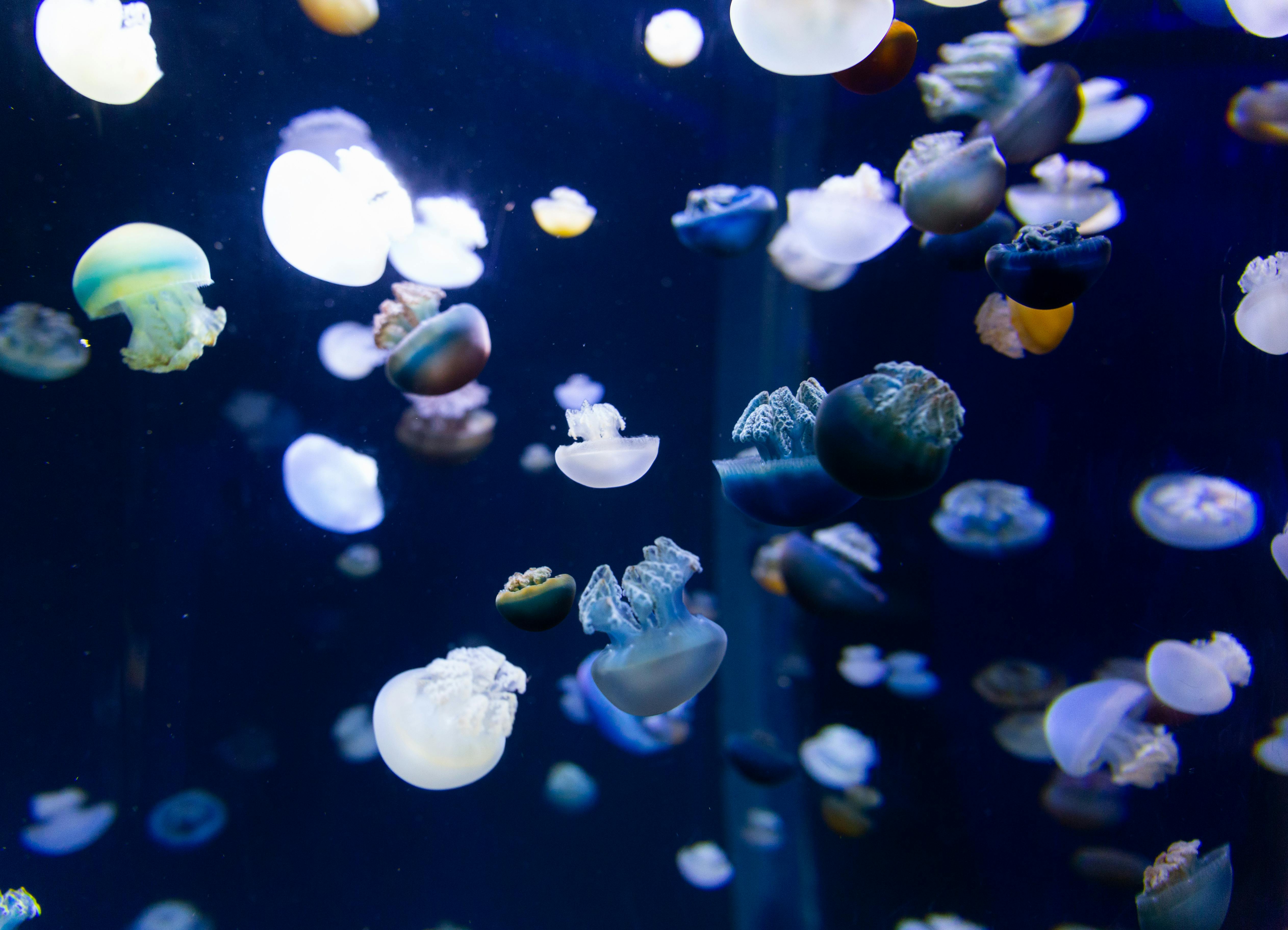 Translucent Jellyfish Inside Huge Aquarium Free Stock Photo   Pexels Photo 3699438 