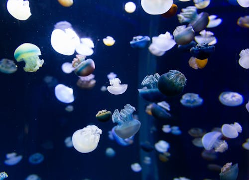 Translucent Jellyfish Inside Huge Aquarium