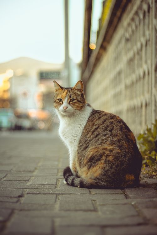 Free A calico cat sits on a city sidewalk in Bursa, Türkiye, gazing into the camera. Stock Photo