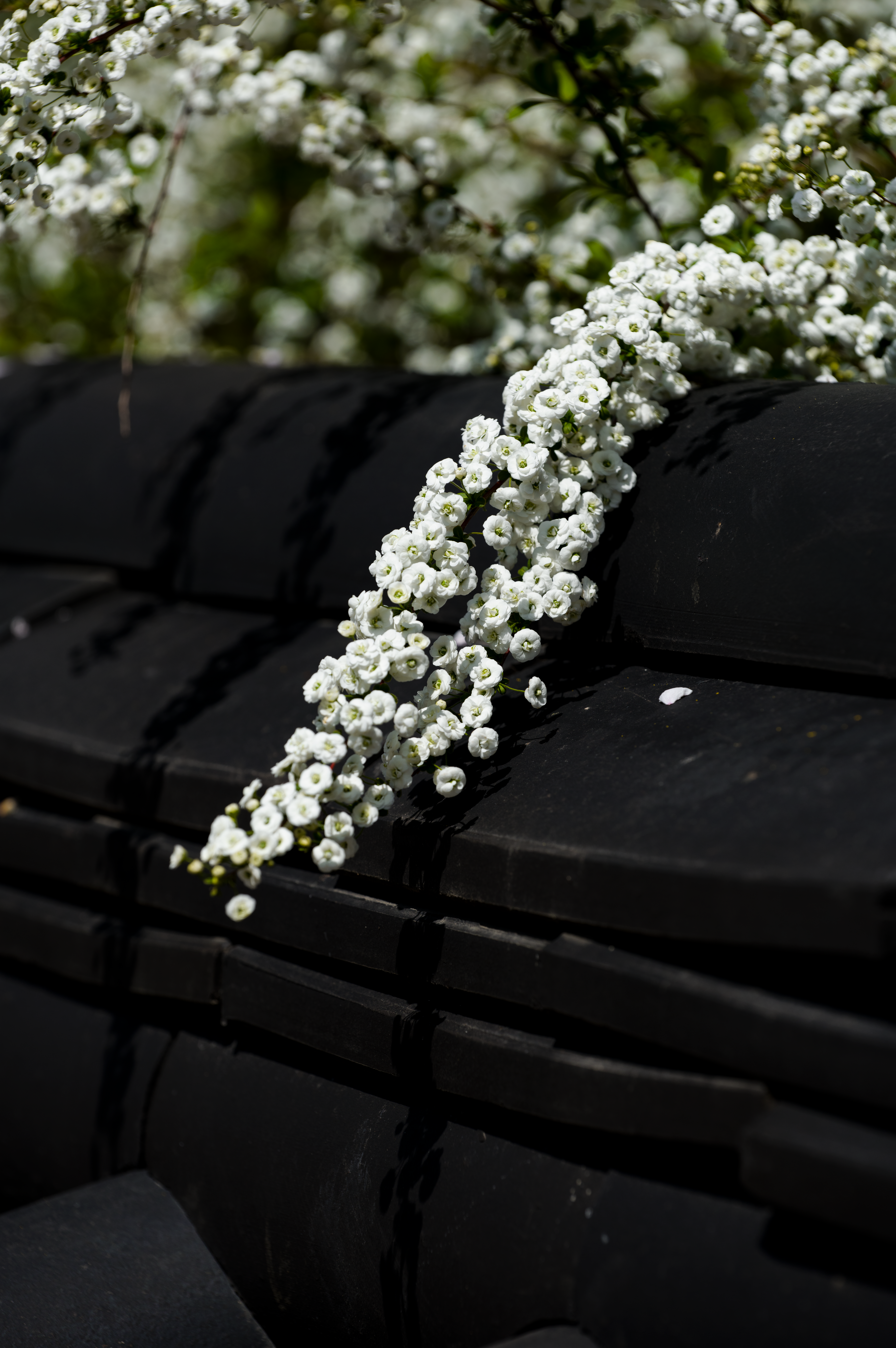White Blossoms on Dark Wall in Spring Light · Free Stock Photo