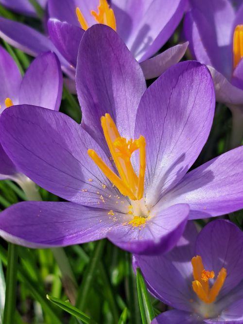 Free Detailed macro shot of a vivid purple crocus flower blooming in sunlight. Stock Photo