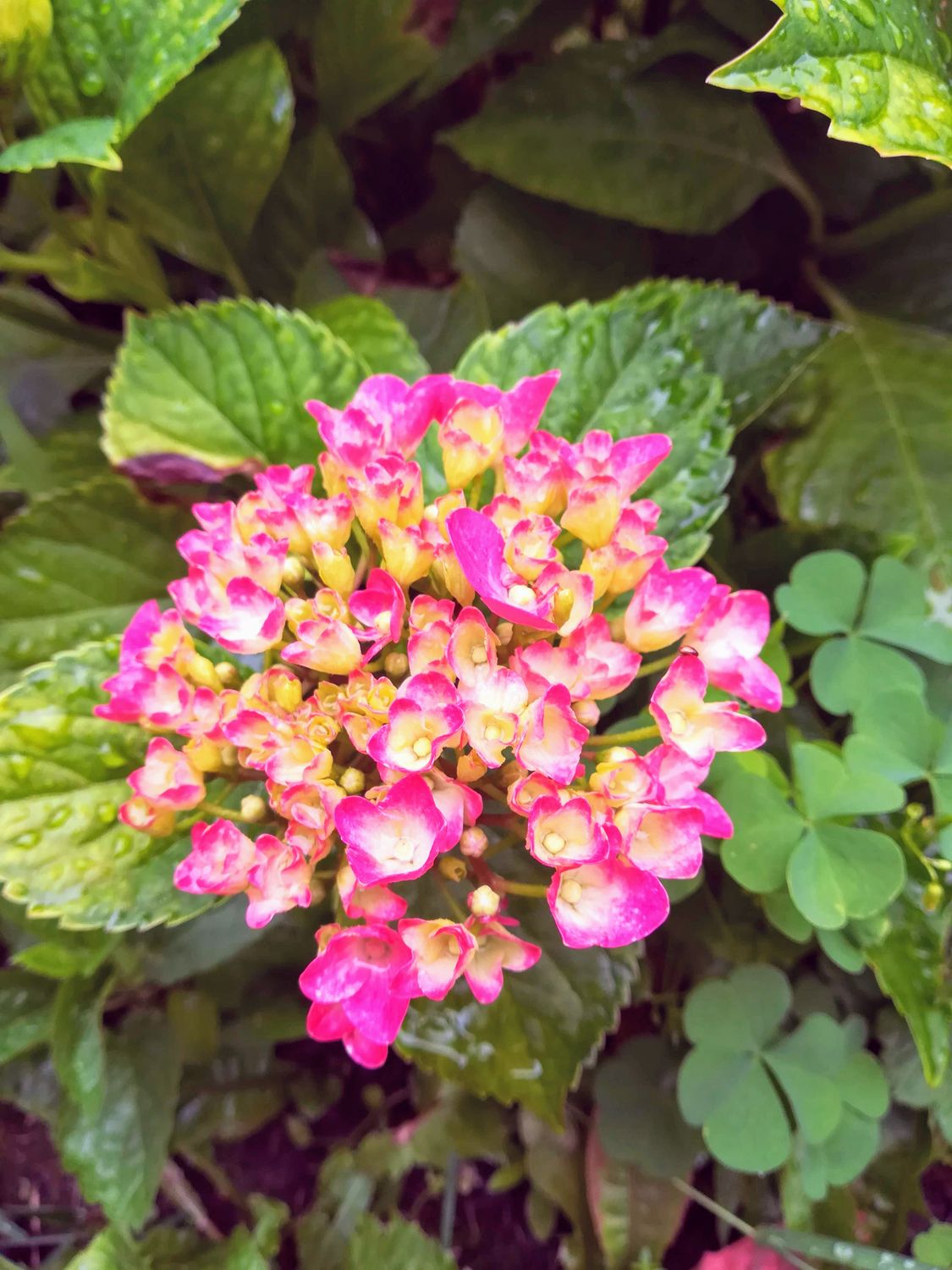 Vibrant Pink Hydrangea Bloom in Full Display · Free Stock Photo