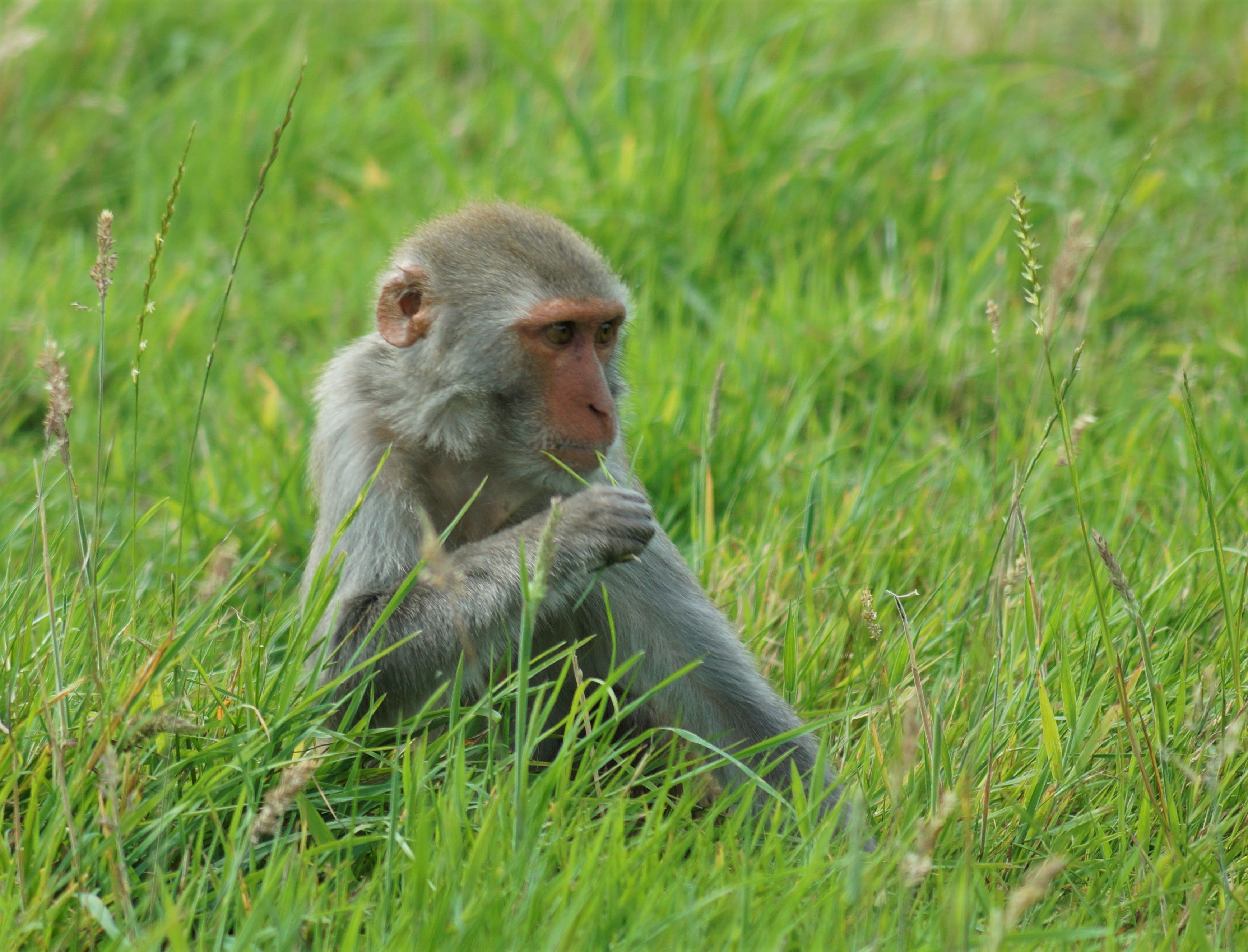 Rhesus Macaque in Natural Habitat · Free Stock Photo