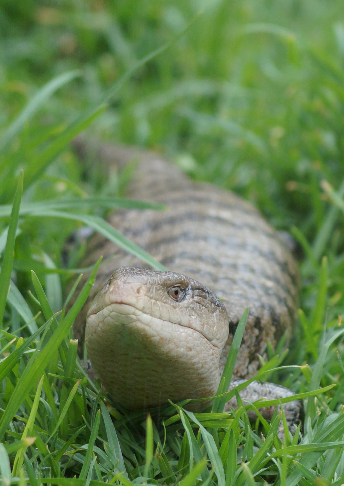 Blue-Tongue Lizard in Your Backyard: Is It Safe Around Dogs and Cats?