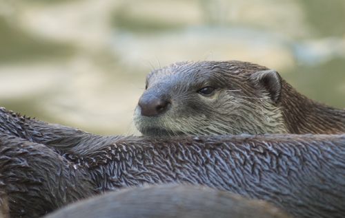 Free A serene otter resting in water, captured in a close-up view. Stock Photo