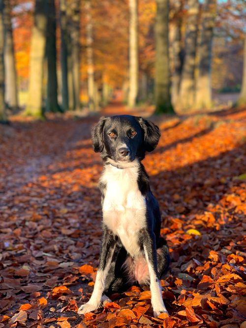 Free A black and white dog sitting on a path covered with autumn leaves in a forest. Stock Photo